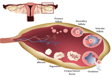 Superovulation